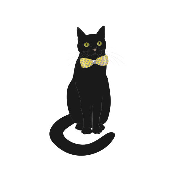 black cat with bow tie