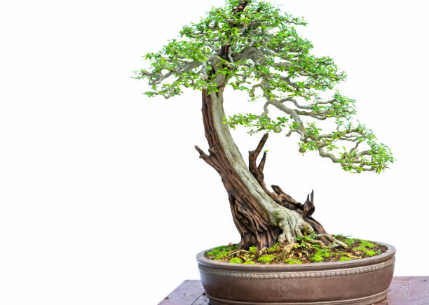 istock Bonsai tree isolated on white background 1309221198