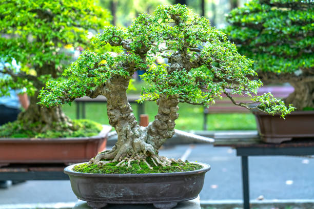 istock Bonsai and Penjing with miniature in a tray 1309221912