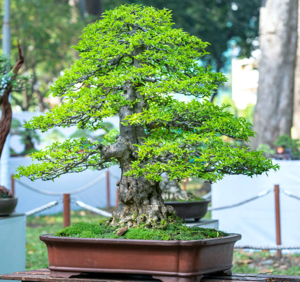 istock Bonsai and Penjing with miniature in a tray 1309221923