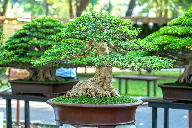 Little bonsai tree in flower pot show nature background