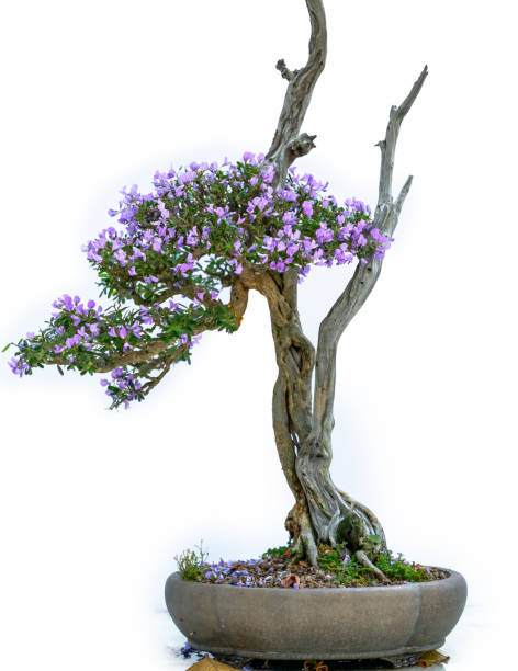 istock Bonsai tree isolated on white background 1309221958