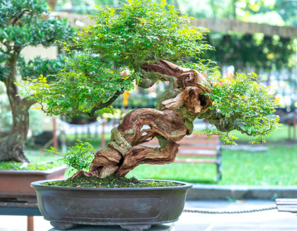 istock Bonsai and Penjing with miniature in a tray 1309221976