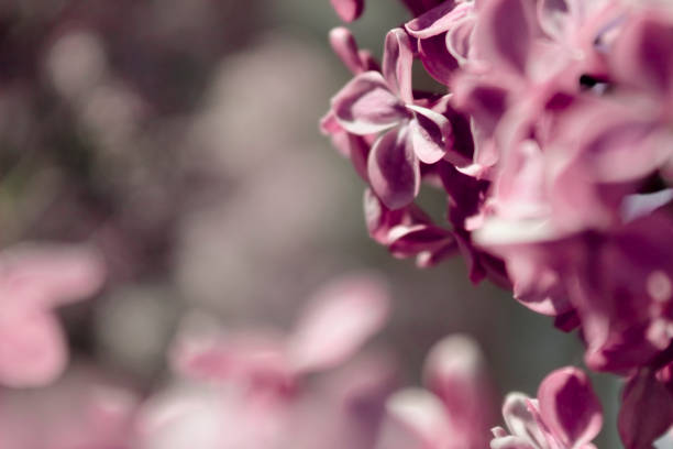 istock Picturesque lilac flower 1309222233