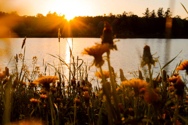In the foreground are blooming dandelions growing on the field. Next, a crystal clear lake, the sun hides behind the trees on the other side, illuminating everything around with its warm rays