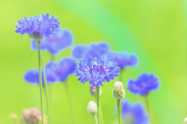istock Close-up photo of cornflower 1309222731