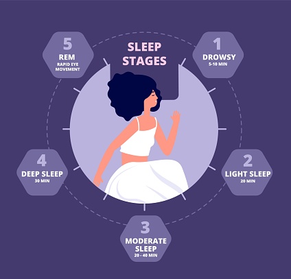 Sleep cycle. Healthy biology, hormones body exposure. Sleeping repeating diagram, melatonin brain reaction. Night rhythm utter vector poster. Sleep healthy phase, bedtime cycle time illustration
