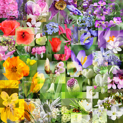 Spring flower collage with abstract display