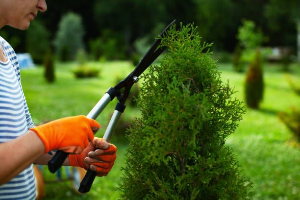 istock Smiling woman cutting longer branches to make perfect shape. Pruning concept 1309224668