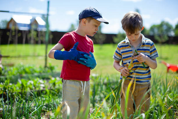 istock Little boys in vegetable garden 1309224784