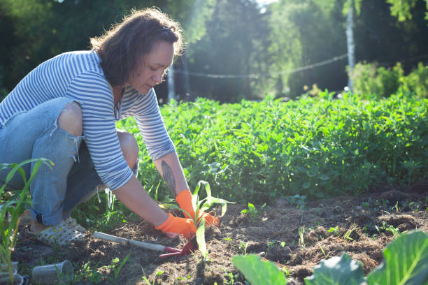 istock Young woman working in vegetable garden 1309224824