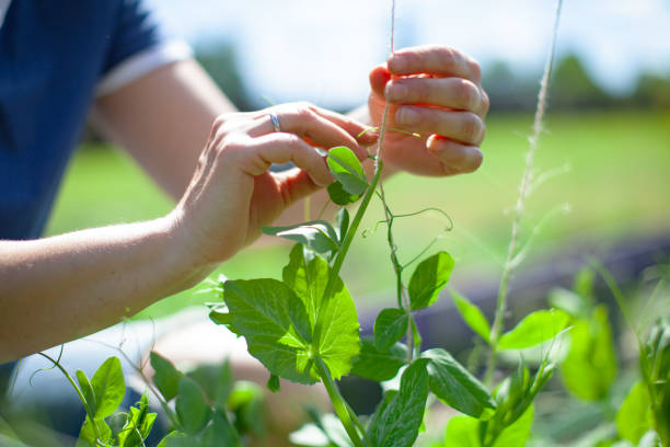istock Young woman working in vegetable garden 1309224851
