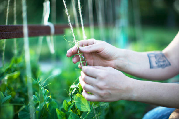 istock Young woman working in vegetable garden 1309224857