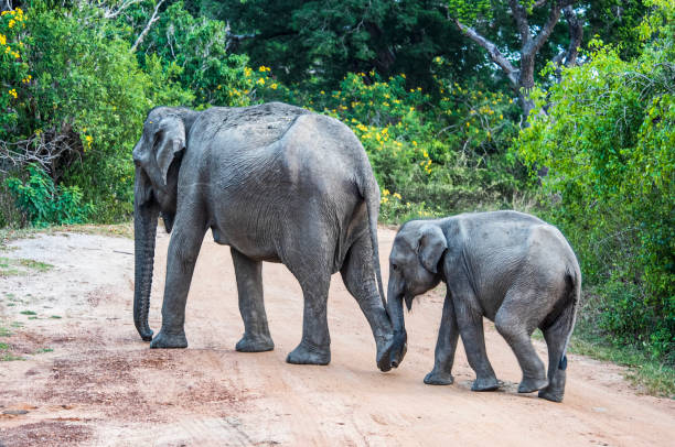 istock Wild Elephants at Yala National Park, Sri Lanka 1309224917