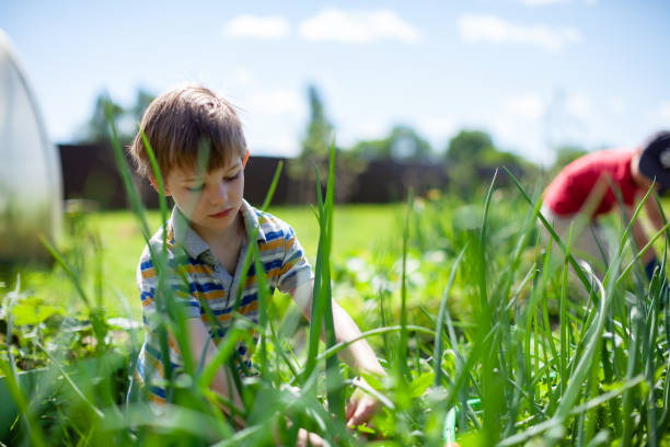 istock Little boys in vegetable garden 1309224957