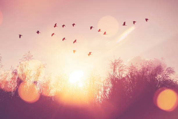 istock Birds flying and grass flower on sunset sky and cloud abstract background. 1309224991