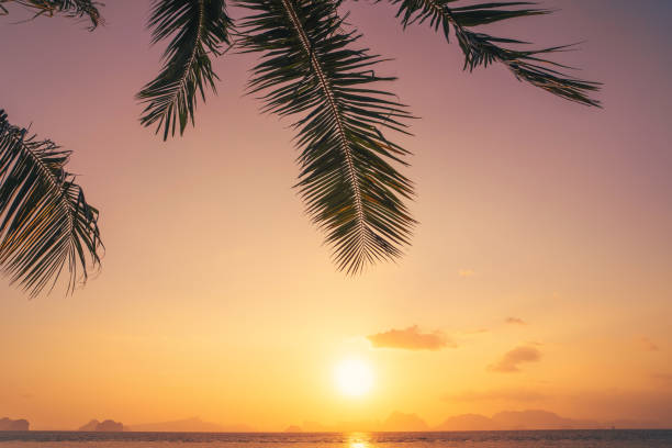 istock Palm tree at tropical beach on sunset sky abstract background. Summer vacation and nature travel adventure concept. 1309224995