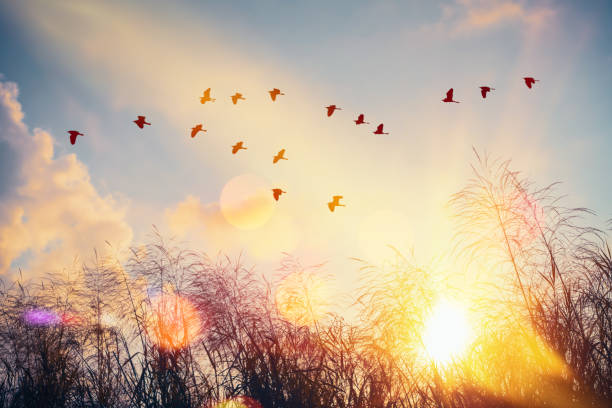 istock Birds flying and grass flower on sunset sky and cloud abstract background. 1309225101