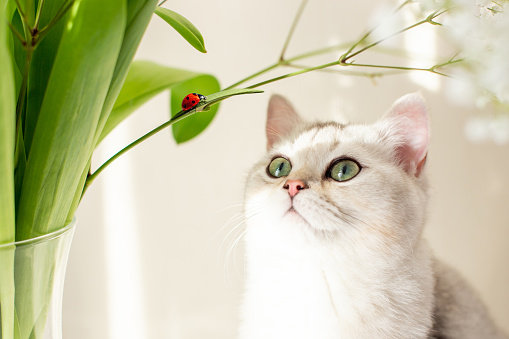 British white cat, sitting next to a bouquet of flowers, looking up at a red ladybug crawling on a green stem. Close up
