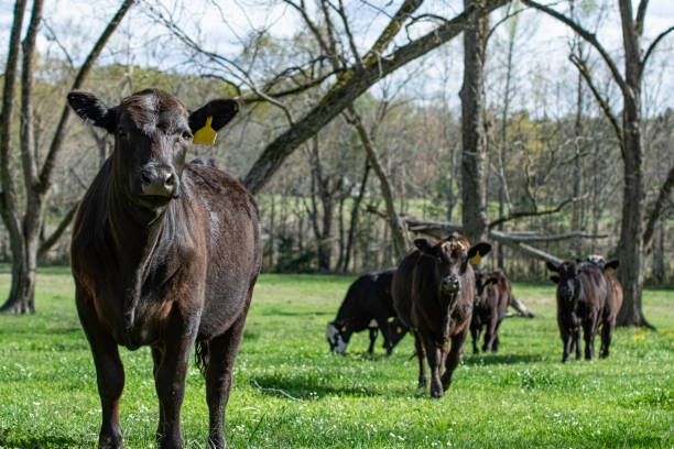 피칸 숲 목초지에 있는 무리와 함께 하는 앵거스 하이퍼 - field hereford cattle domestic cattle usa 뉴스 사진 이미지