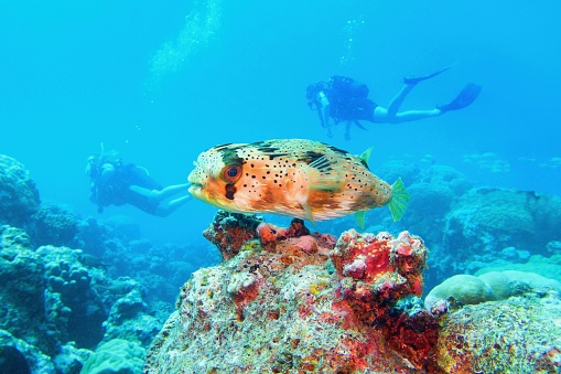 Beautiful tropical coral reef with lovely porcupine fish. Scuba divers on the background.
