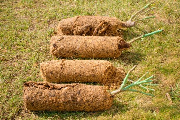 istock Roses with protected root system, ready for spring planting, seasonal garden work 1309226122