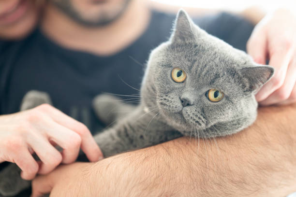 The cute cat looking at camera. Young man is holding the cat.