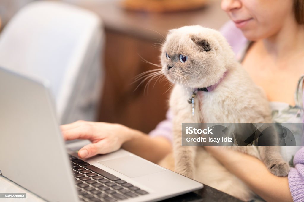 Shocked young woman with cute cat looking at laptop screen Young woman annd her cute cat are looking at laptop screen. Scottish Fold Cat Stock Photo