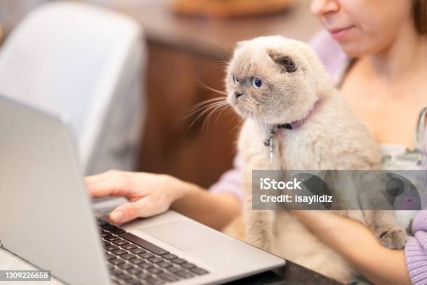 Shocked Young Woman With Cute Cat Looking At Laptop Screen Stock Photo - Download Image Now