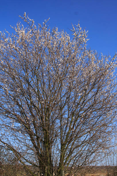 piante da fiore e fiori in primavera - beech tree wilderness area forest log foto e immagini stock