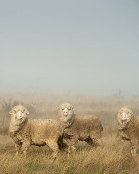 istock Three New Zealand merino sheep in the morning mist, vertical format 1309227754
