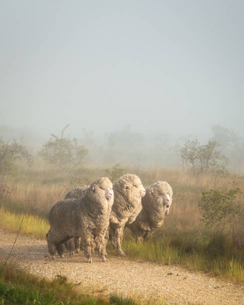 霧の朝の田舎道にニュージーランドメリノ羊、垂直形式 - merino sheep ストックフォトと画像