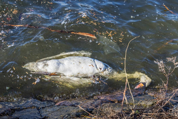 cygne muet mort dans un lac - oiseau aquatique photos et images de collection