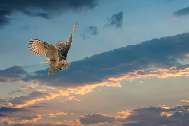 istock One Eurasian Eagle Owl or Eagle Owl. Flies with spread wings against a dramatic blue, purple, orange sky. Red eyes stare at you while he is hunting. Cloudscape, composite photo 1309229068