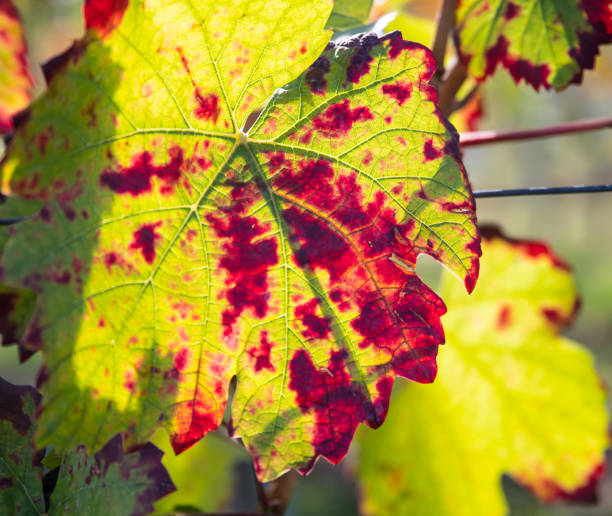 Leaves close-up