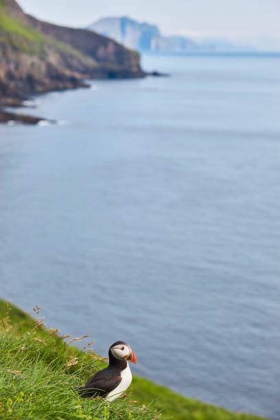 istock Puffins on Mykines cliffs and atlantic ocean. Faroe islands birdwatching 1309229554