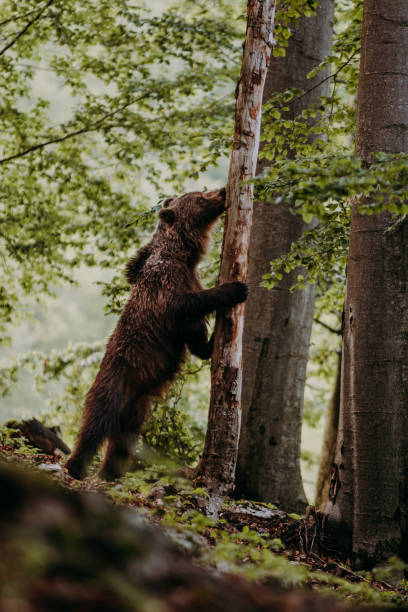 istock A brown bear stand on legs in the forest 1309230796