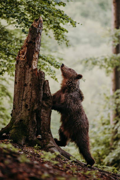 istock A brown bear stand on legs in the forest 1309230799