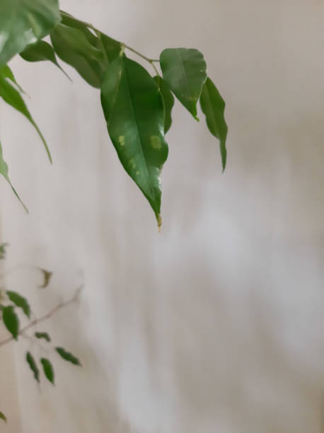 istock Branch with green leaves against a lighted wall 1309231065