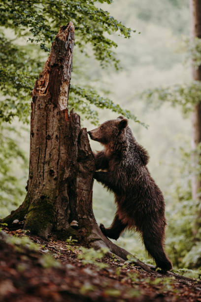 A brown bear stand on legs in the forest