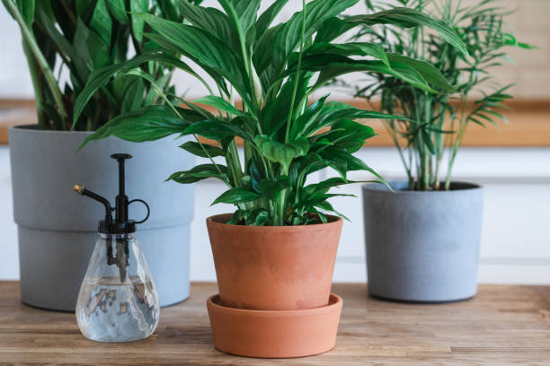 istock Home green plants in ceramic pots. 1309232272