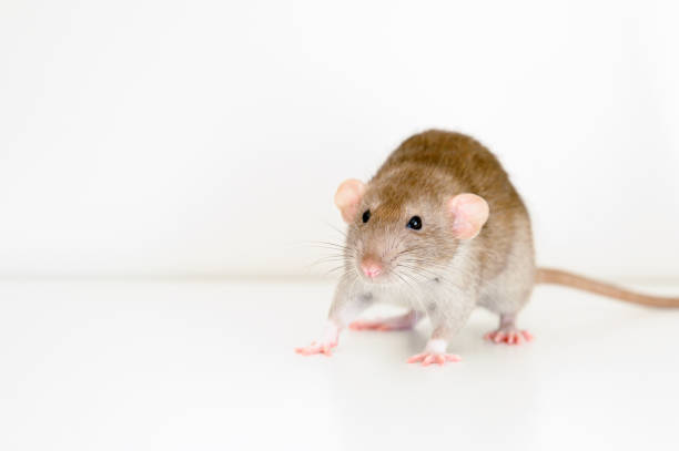 istock cute pet fluffy rat with brown beige fur on a white background 1309233248