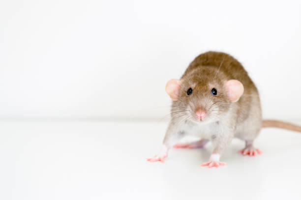 istock cute pet fluffy rat with brown beige fur on a white background 1309233251