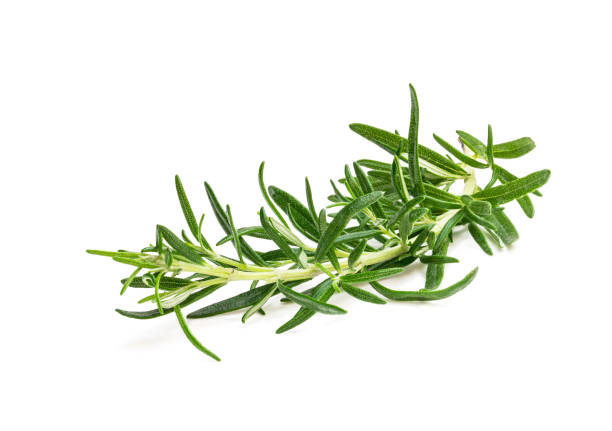 istock Bunch of fresh rosemary isolated on white 1309234419