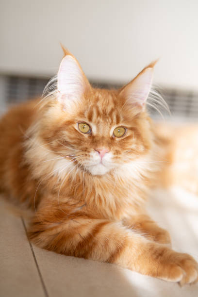 istock Lovely red tabby Maine Coon cat basking in the sun 1309235957