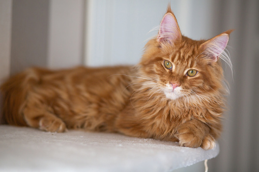 Beautiful ginger Maine Coon cat lying on the couch