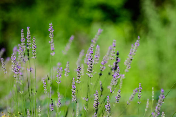 スコットランド、英国の晴れた夏の日に多くの小さな青いラベンダーの花、選択的な焦点、美しい屋外の花の背景 - lavender dried plant lavender coloured bunch ストックフォトと画像