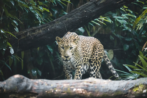 A wild Leopard seen deep inside the tropical rainforests of India in southeast Asia.