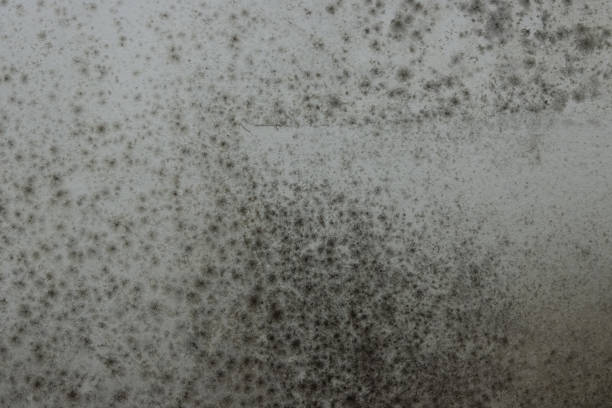 istock Mold on the Wall Extra Illuminated Intended as Wallpaper 1309238289