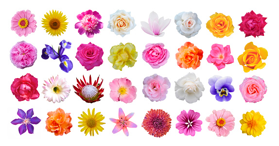 Macro photo of flowers set: rose, iris, orchid, peony, zinnia, cirsium, protea, cactus flower, bristly rose, common mallow, magnolia on a white isolated background